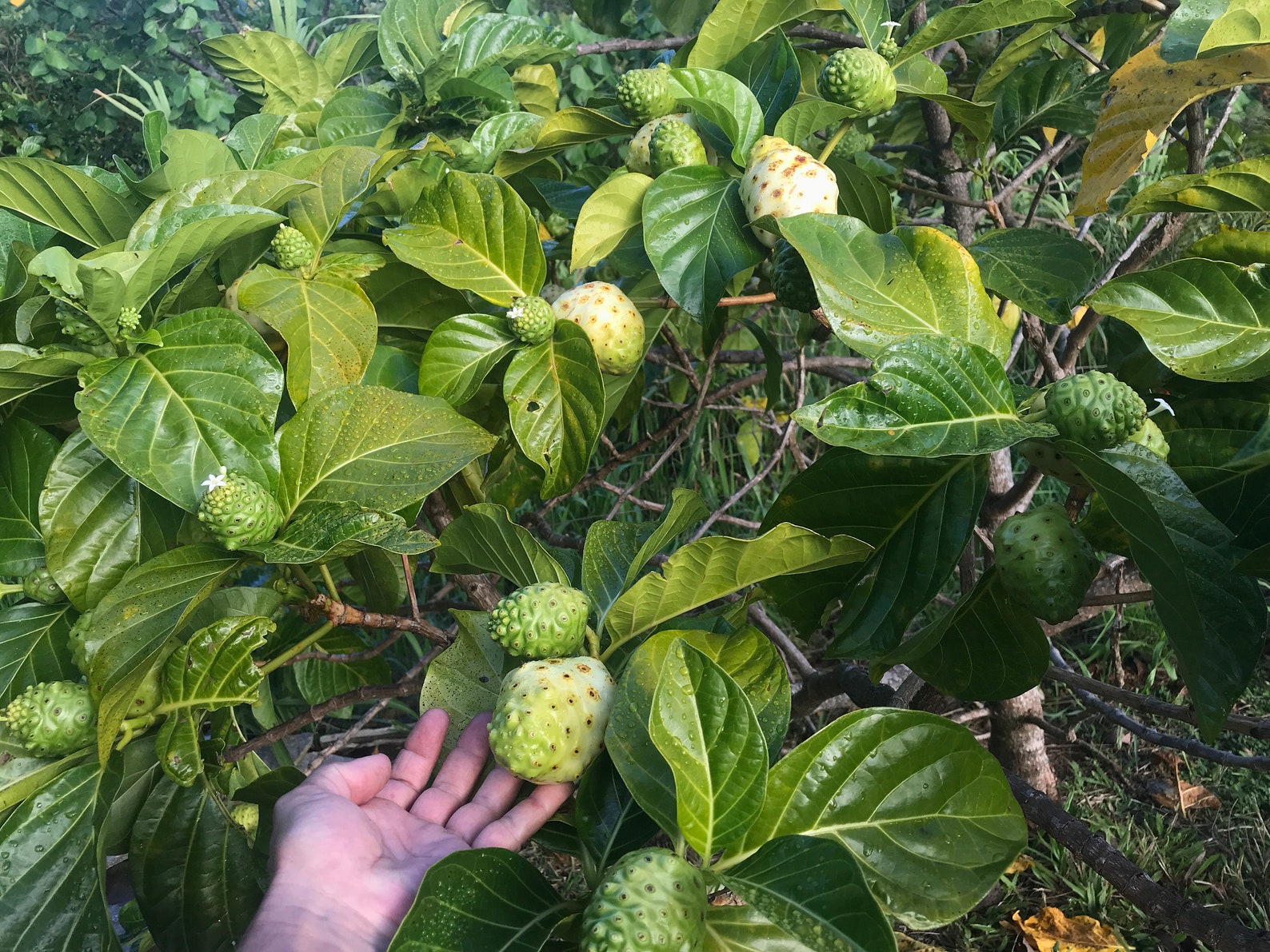 Noni Seeds/morinda Citrifolia/hawaiian Canoe Plant/hawaii Etsy