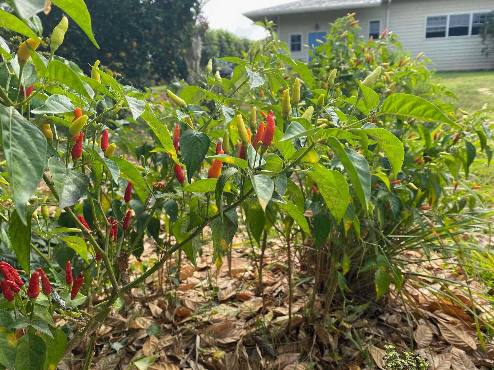 Hawaiian Chili Pepper/seeds/capsicum Fruitescens/pepper Etsy