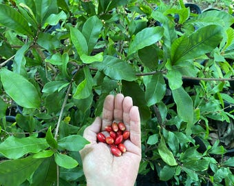 Puede incluir: Un puñado de pequeñas bayas rojas de forma ovalada y textura lisa y brillante, sostenidas frente a un arbusto verde exuberante con hojas densas y puntiagudas. Las bayas están agrupadas en la palma, contrastando con el follaje.