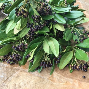 May include: A bundle of Viburnum tinus branches featuring glossy, dark green, oval-shaped leaves and clusters of small, round, deep purple to black berries. The stems are arranged in a dense, overlapping formation, showcasing the natural texture.