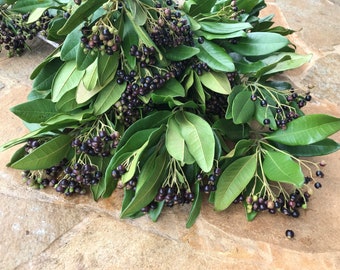 Può includere: Un mazzo di rami di Viburnum tinus con foglie ovali di colore verde scuro lucido e grappoli di piccole bacche rotonde dal viola intenso al nero. I rami sono disposti in una formazione densa e sovrapposta che ne evidenzia la consistenza.