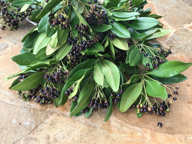 May include: A bundle of Viburnum tinus branches featuring glossy, dark green, oval-shaped leaves and clusters of small, round, deep purple to black berries. The stems are arranged in a dense, overlapping formation, showcasing the natural texture.
