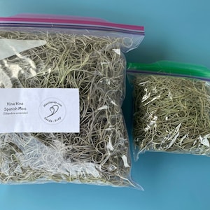Tillandsia usneoides/Air Plant/Air Plant/Live Moss/HINAHINA/'Pele's Hair'/LEI making/Easter Basket GRASS/Spanish Moss/Living Lei Quart Size Baggie