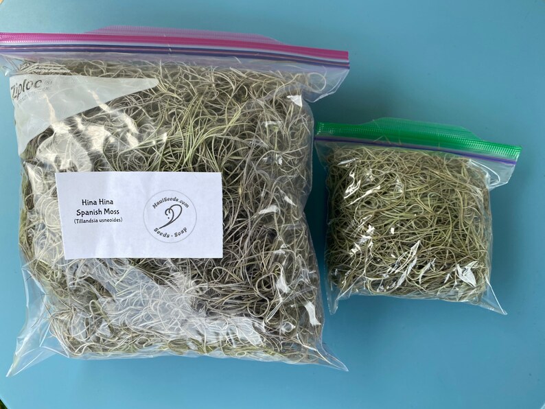 Tillandsia usneoides/Air Plant/Air Plant/Live Moss/HINAHINA/'Pele's Hair'/LEI making/Easter Basket GRASS/Spanish Moss/Living Lei Quart Size Baggie