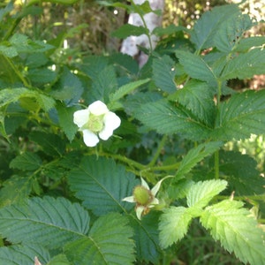 Thimbleberry/Rubus Parviflorus/Maui SEEDS/ RARE fruit/Fruit Seeds/Seeds for Planting image 3