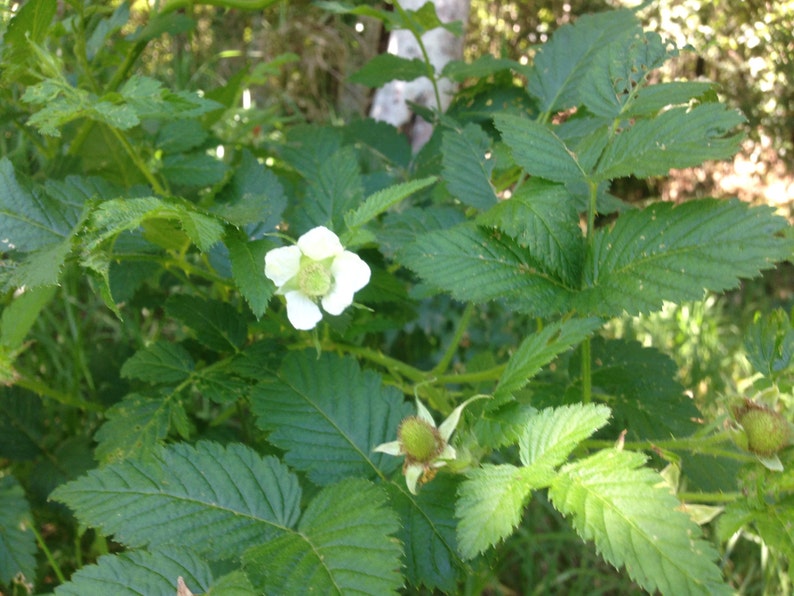 Thimbleberry/Rubus Parviflorus/Maui SEEDS/ RARE fruit/Fruit Seeds/Seeds for Planting image 3