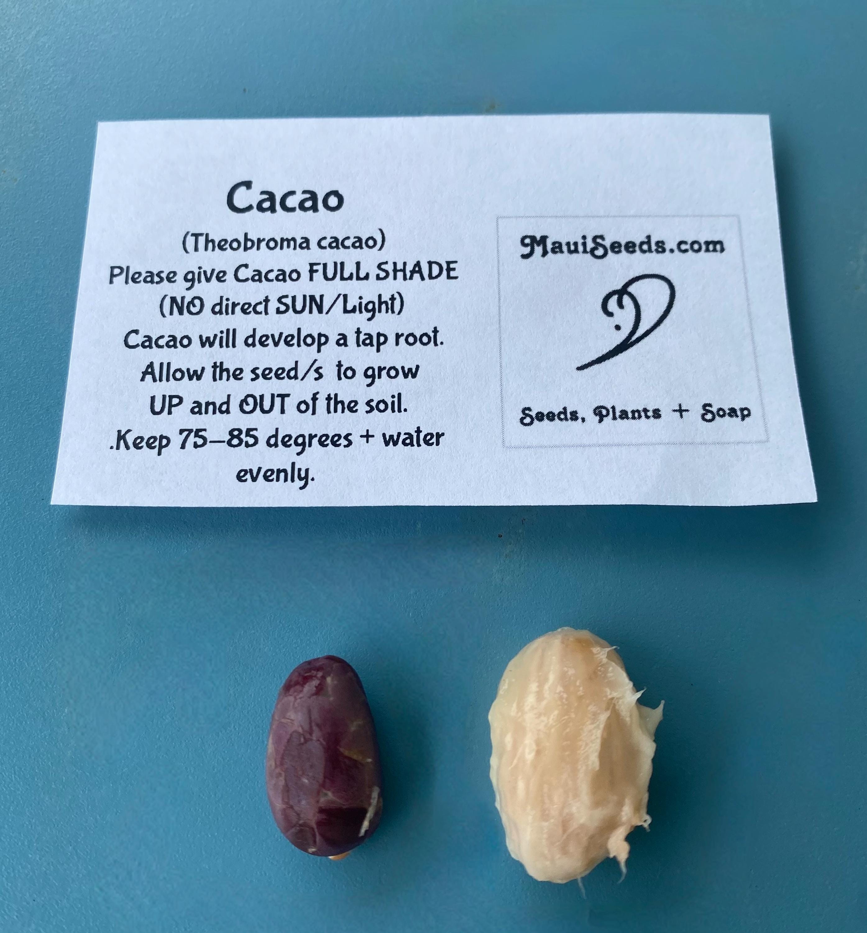 Theobroma cacao　サイズ2 Cacao Seeds/theobroma Cacao/maui Seeds - Etsy