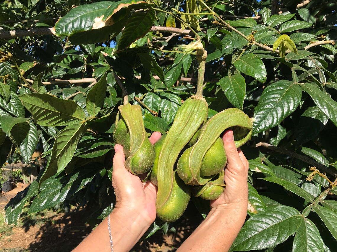 Ice Cream Bean/Ice Cream Bean Tree SEEDS/Inga spectabilis/Maui Etsy