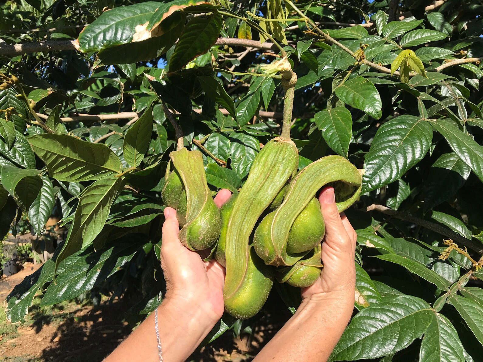 Ice Cream Bean/ice Cream Bean Tree Seeds/inga Spectabilis/maui Etsy