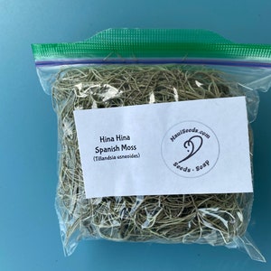 Tillandsia usneoides/Air Plant/Air Plant/Live Moss/HINAHINA/'Pele's Hair'/LEI making/Easter Basket GRASS/Spanish Moss/Living Lei Sandwich Size Baggie
