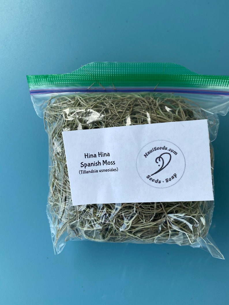 Tillandsia usneoides/Air Plant/Air Plant/Live Moss/HINAHINA/'Pele's Hair'/LEI making/Easter Basket GRASS/Spanish Moss/Living Lei Sandwich Size Baggie