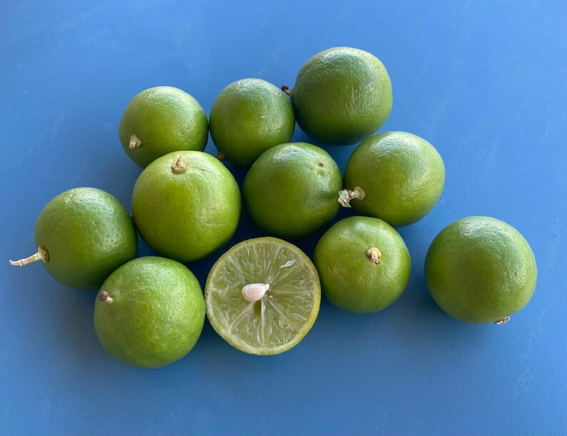 May include: A collection of fresh, green limes, some whole and some halved, arranged on a bright blue surface. The limes are vibrant green with a smooth texture, showcasing their natural freshness. One lime is cut in half, revealing the juicy interior.