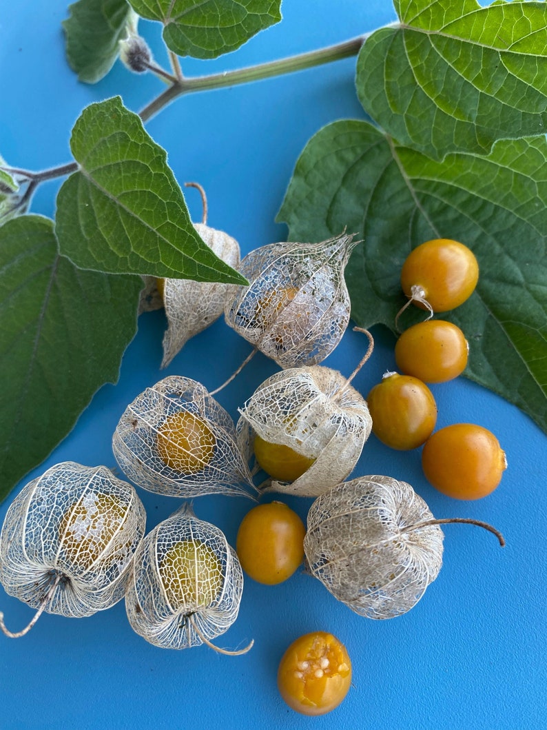 Poha Berry/Physalis peruviana/Cape Gooseberry/Maui Seeds/Fruit Seeds/Hawaii Fruit/Hawaii Fruit Seeds/Container Gardening/Hawaii Fruit Seeds image 3