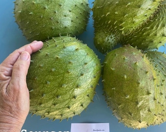 Semillas de guanábana/Annona Muricata/Semillas frescas/Graviola