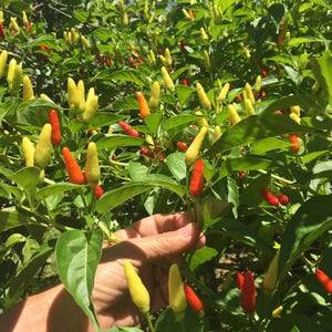 Hawaiian Chili Pepper/SEEDS/Capsicum fruitescens afbeelding 5