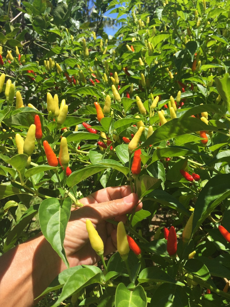 Hawaiian Chili Pepper/SEEDS/Capsicum fruitescens afbeelding 5