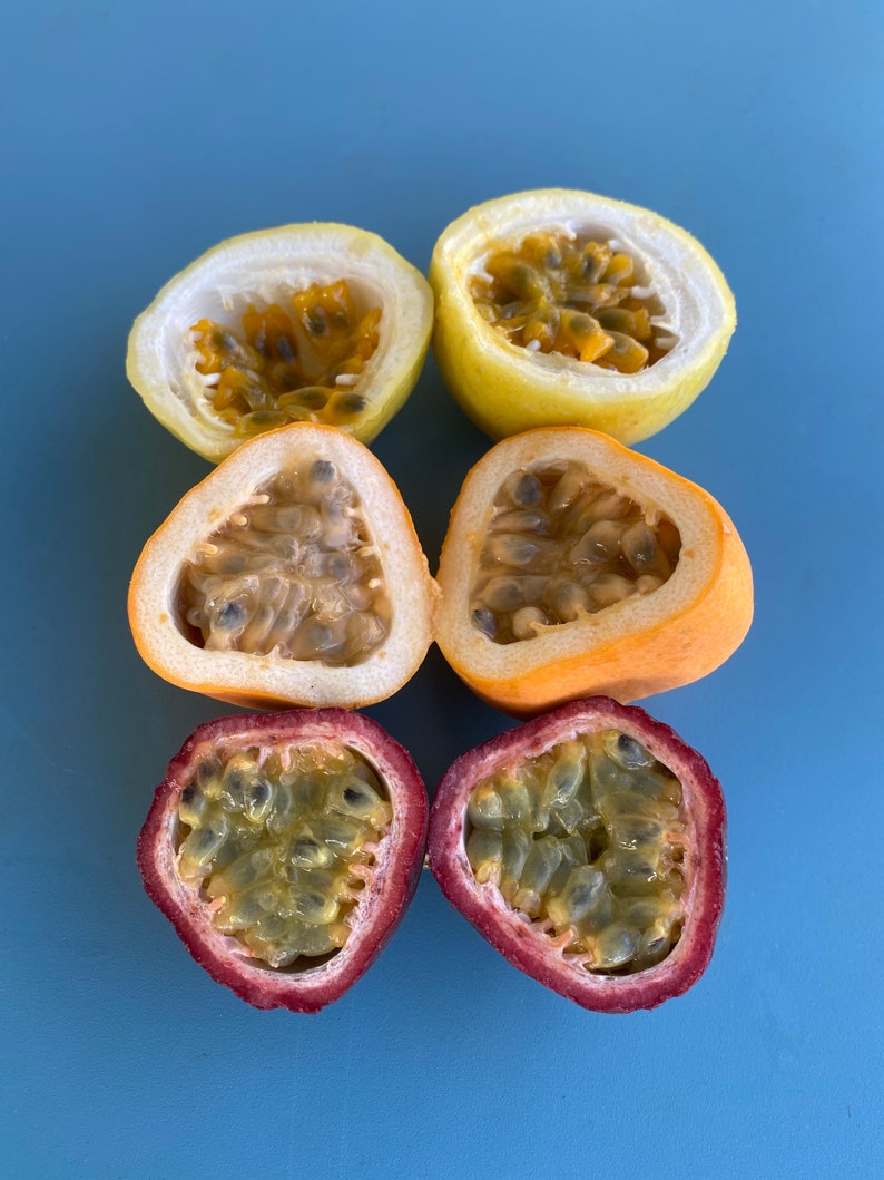 Jamaican Lilikoi SEEDS/ Maui Fruit/ Maui Seeds/Fruit Seeds/Passiflora laurifolia/Water Lemon/Fruit Seeds/Home Garden/Passionfruit Seeds image 8