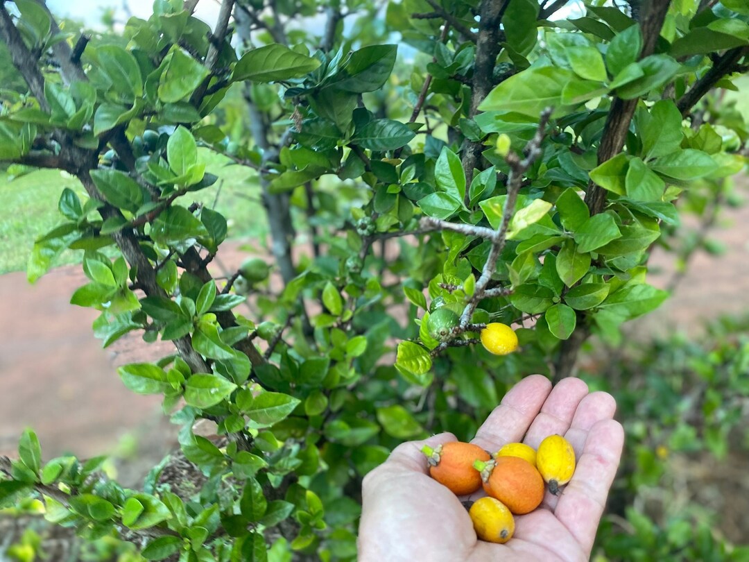 Blackberry Jam Plant Peanut Butter Fruit/seed Collection/seeds/randia