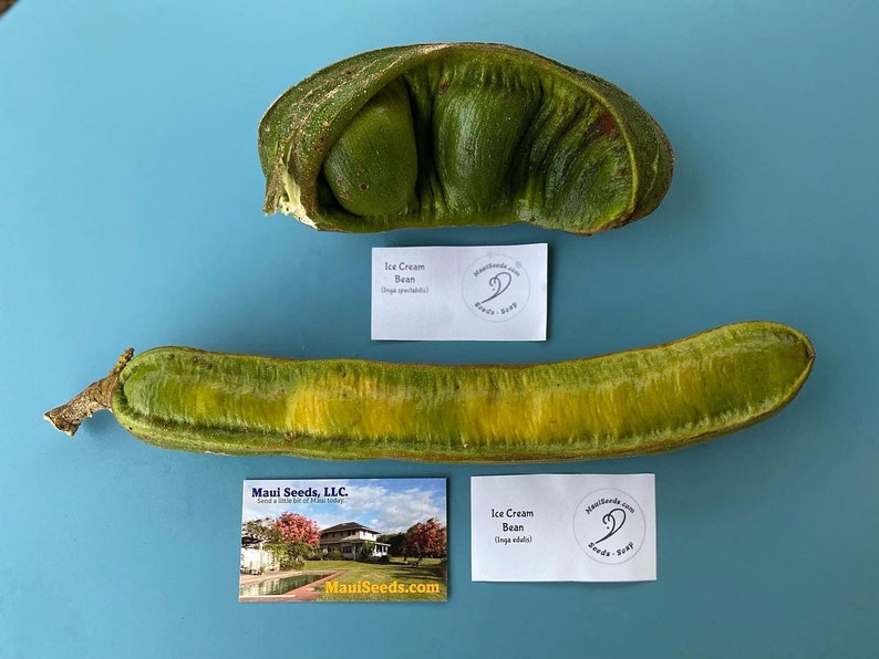 Ice Cream Bean Tree/two Types/maui Seeds/ice Cream Bean Tree Etsy