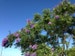 Jacaranda Seeds/Jacaranda mimosifolia/Maui Seeds/Tree Seeds/Bonsai/Ornamental landscaping/Hawaii Trees/Jacaranda Tree Seed/Shade Tree/Hawaii 