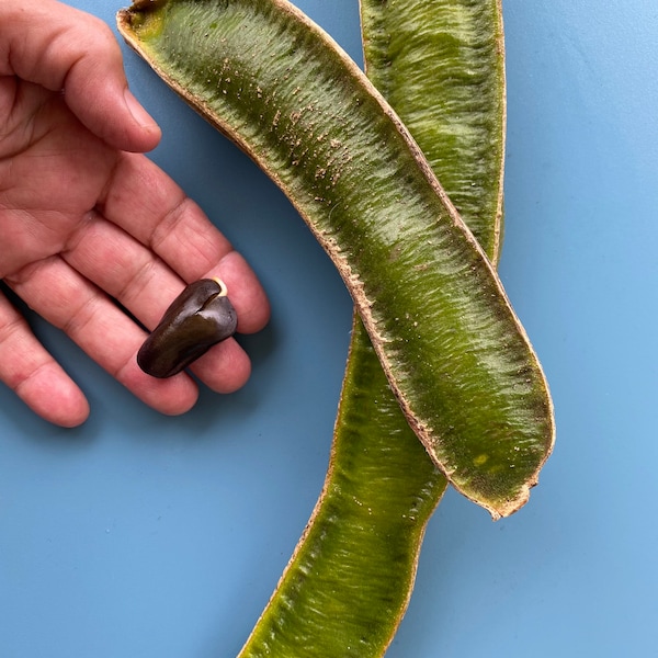 Ice Cream Bean Seed Etsy