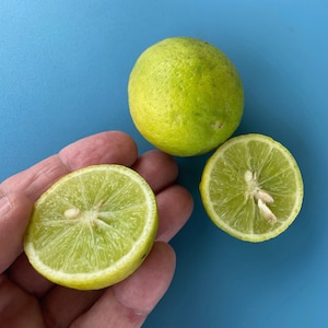 Key Lime SEEDS/Maui Seeds/Chef's Garden/Home Garden/Fruit Seeds/Hawaii Fruit Seeds/Edible Landscape/Lime Seeds/Container Gardening