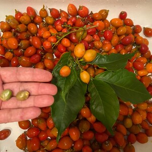 Pu&ograve; includere: Una grande collezione di piccole bacche di rosa canina rotonde, arancioni e rosse, sparse in una bacinella bianca, con un grappolo di foglie verdi e due semi verde chiaro tenuti in un palmo, che mostrano i colori e le consistenze varie.