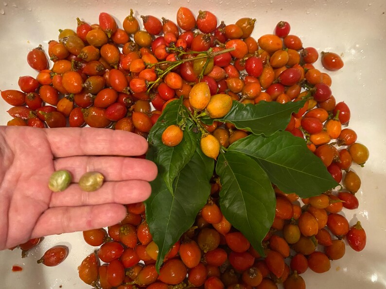 Pu&ograve; includere: Una grande collezione di piccole bacche di rosa canina rotonde, arancioni e rosse, sparse in una bacinella bianca, con un grappolo di foglie verdi e due semi verde chiaro tenuti in un palmo, che mostrano i colori e le consistenze varie.