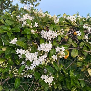 Stephanotis/Stephanotis SEEDS/Madagascar Jasmine/Maui Seeds Flowering vine/Seeds /Hawaiian Wedding flower/Houseplant Seeds/Lei Flower image 5