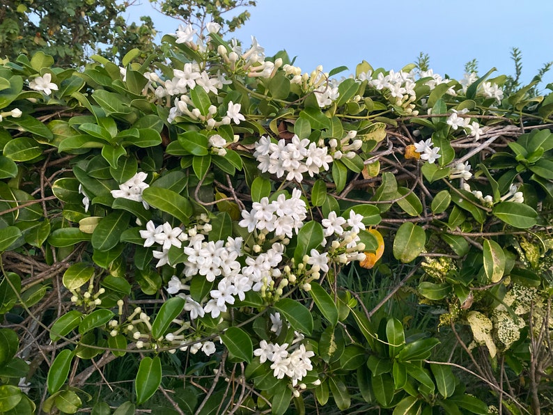 Stephanotis/Stephanotis SEEDS/Madagascar Jasmine/Maui Seeds Flowering vine/Seeds /Hawaiian Wedding flower/Houseplant Seeds/Lei Flower image 5