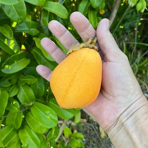 Jamaican Lilikoi SEEDS/ Maui Fruit/ Maui Seeds/Fruit Seeds/Passiflora laurifolia/Water Lemon/Fruit Seeds/Home Garden/Passionfruit Seeds image 2