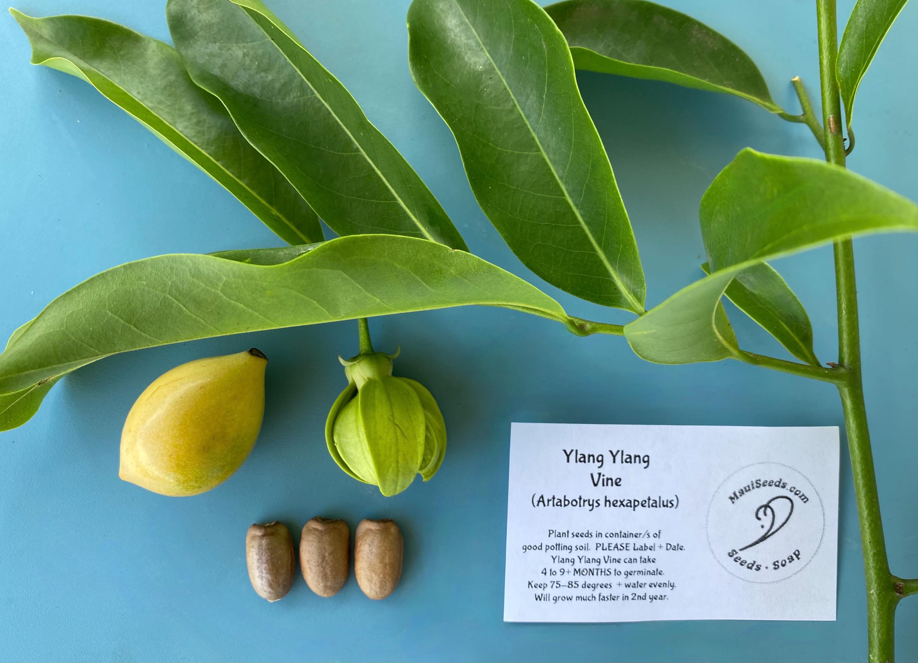 Ylang Ylang Vine Seeds/artabotrys Hexapetalus/maui Seeds/scented Flowers -  Etsy