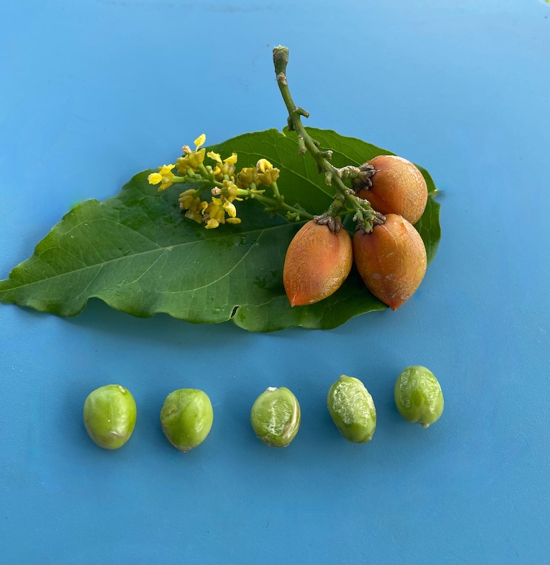 Pu&ograve; includere: Un esemplare botanico composto da una grande foglia verde, un grappolo di piccoli fiori gialli e tre frutti ovali arancioni su un gambo. Sotto la foglia si trovano cinque piccoli semi rotondi di colore verde chiaro in fila.