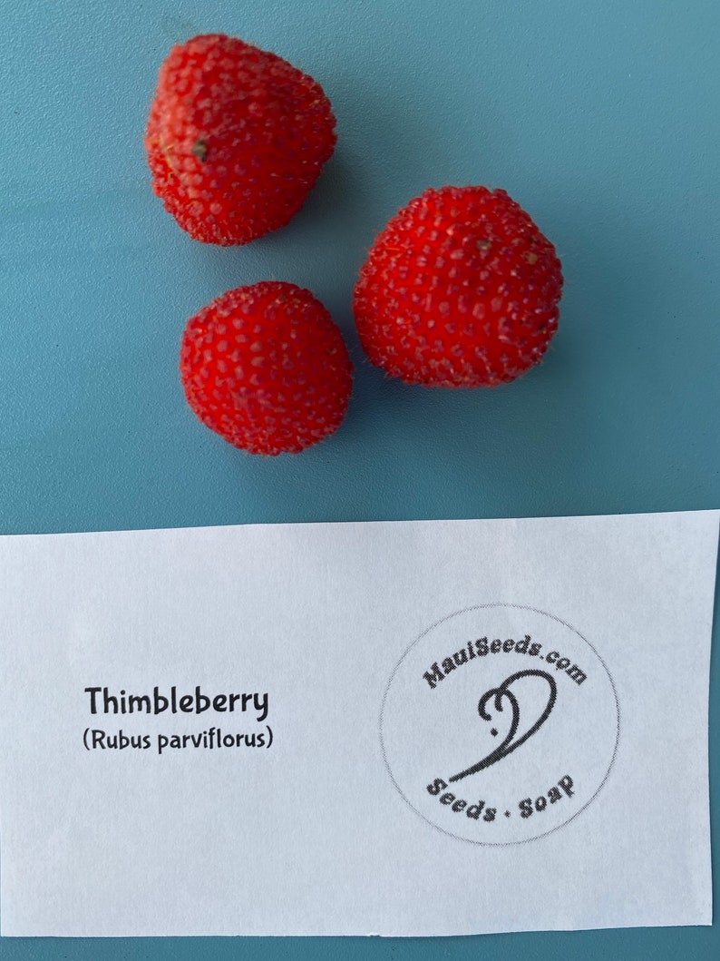 Thimbleberry/Rubus Parviflorus/Maui SEEDS/ RARE fruit/Fruit Seeds/Seeds for Planting image 2