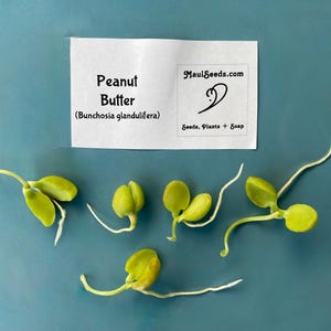 Pu&ograve; includere: Cinque piantine di frutto burro di arachidi verde chiaro con radici bianche e un'etichetta rettangolare bianca con il testo Peanut Butter (Bunchosia glandulifera) e il logo MauiSeeds.com con il testo Seeds, Plants + Soap.