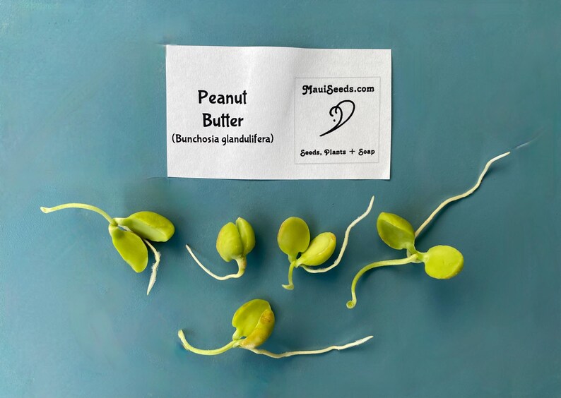 Pu&ograve; includere: Cinque piantine di frutto burro di arachidi verde chiaro con radici bianche e un'etichetta rettangolare bianca con il testo Peanut Butter (Bunchosia glandulifera) e il logo MauiSeeds.com con il testo Seeds, Plants + Soap.