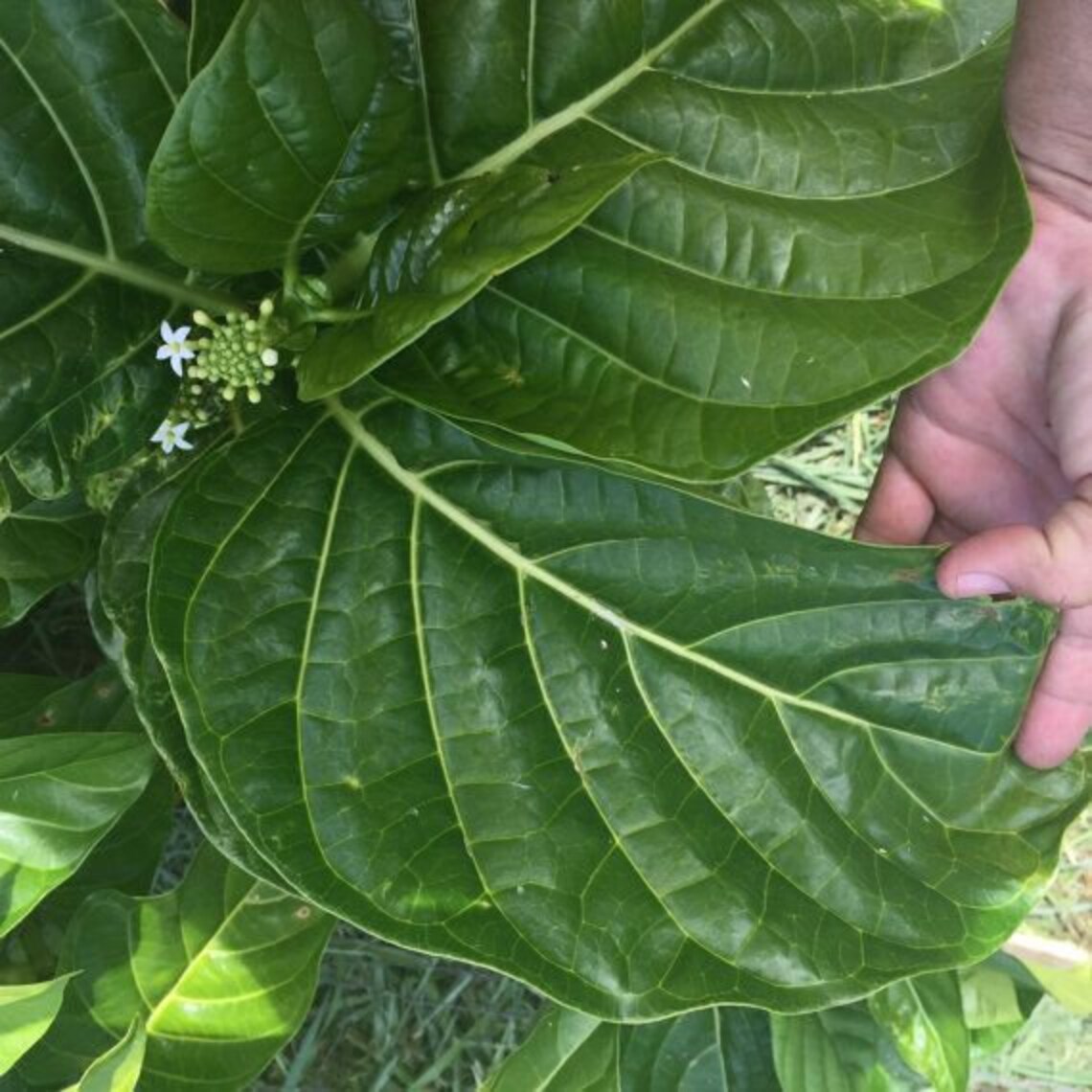 Noni Leaf/Dried NONI LEAVES/Health Tea/Maui Noni/Grown by Maui Etsy