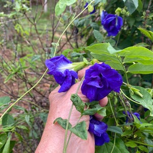 Semillas de Clitoria ternatea/Flor de guisante mariposa/Tinte azul natural/Semillas de Maui imagen 3