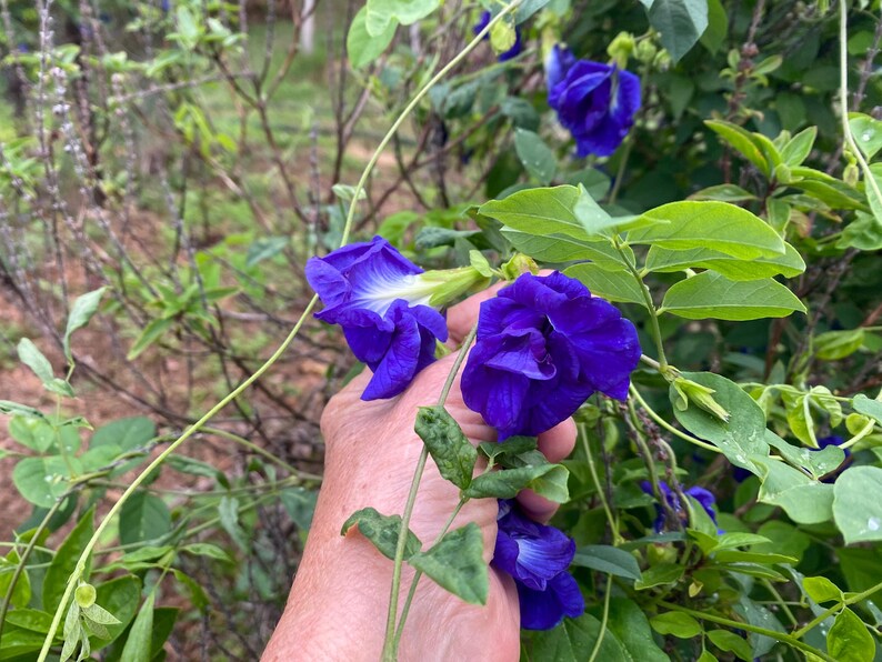 Semillas de Clitoria ternatea/Flor de guisante mariposa/Tinte azul natural/Semillas de Maui imagen 3