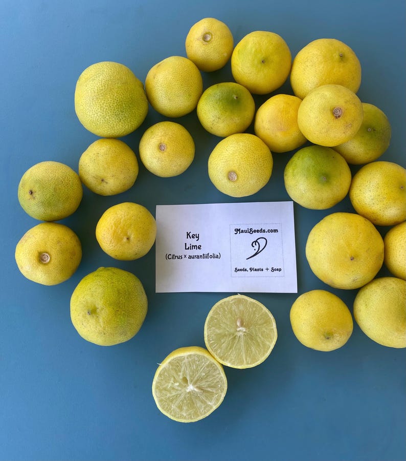 May include: A collection of fresh key limes, some whole and some halved, on a blue surface. The limes are mostly yellow with some green hues. A white card with text that reads "Key Lime (Citrus x aurantifolia)" is also present.