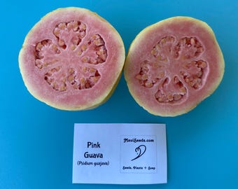 Pink Guava/Psidium guajava/SEEDS/Maui Seeds