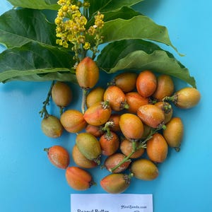 Pu&ograve; includere: Un grappolo di frutti di burro di arachidi, Bunchosia glandulifera, color arancio-rosso con foglie verdi e fiori gialli. Un cartellino bianco riporta il testo: Peanut Butter Fruit (Bunchosia glandulifera) e il logo di MauiSeeds.com.