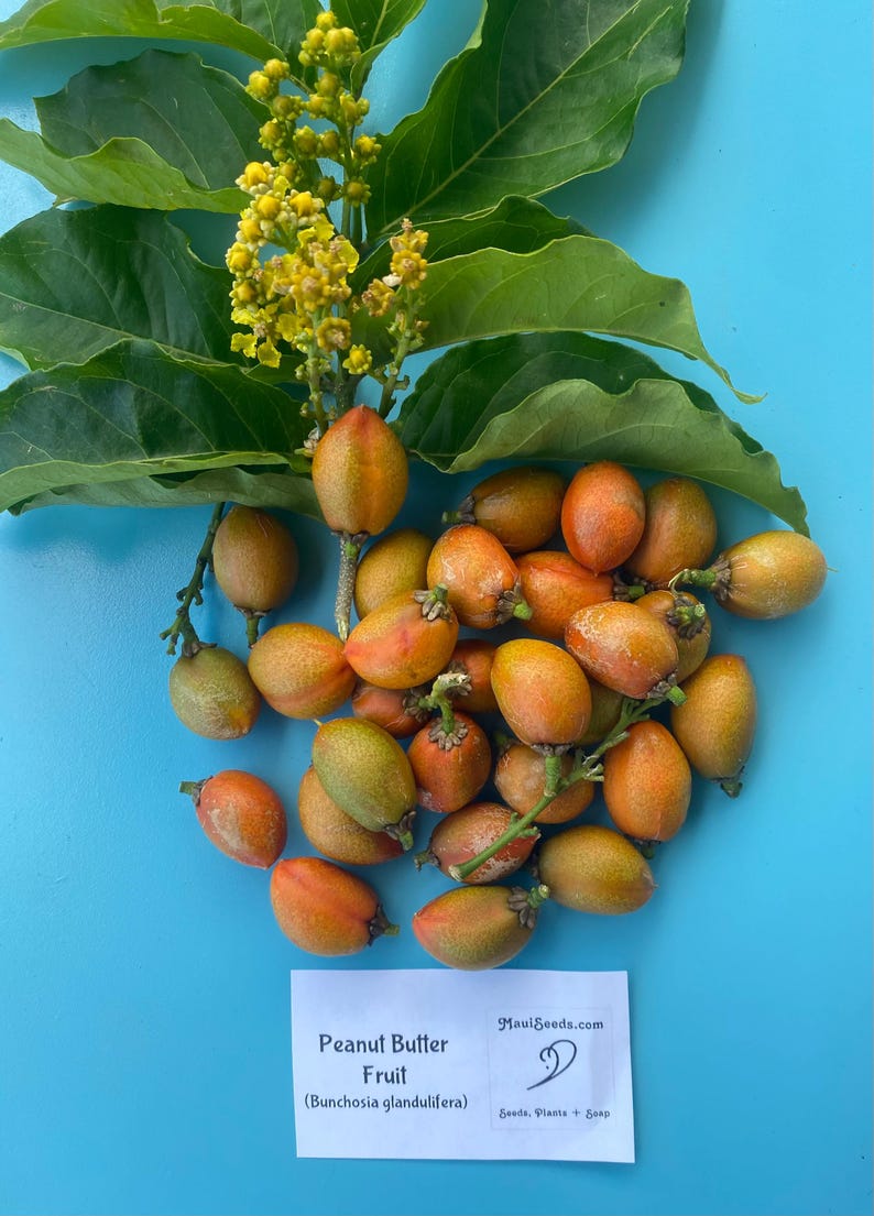 Pu&ograve; includere: Un grappolo di frutti di burro di arachidi, Bunchosia glandulifera, color arancio-rosso con foglie verdi e fiori gialli. Un cartellino bianco riporta il testo: Peanut Butter Fruit (Bunchosia glandulifera) e il logo di MauiSeeds.com.