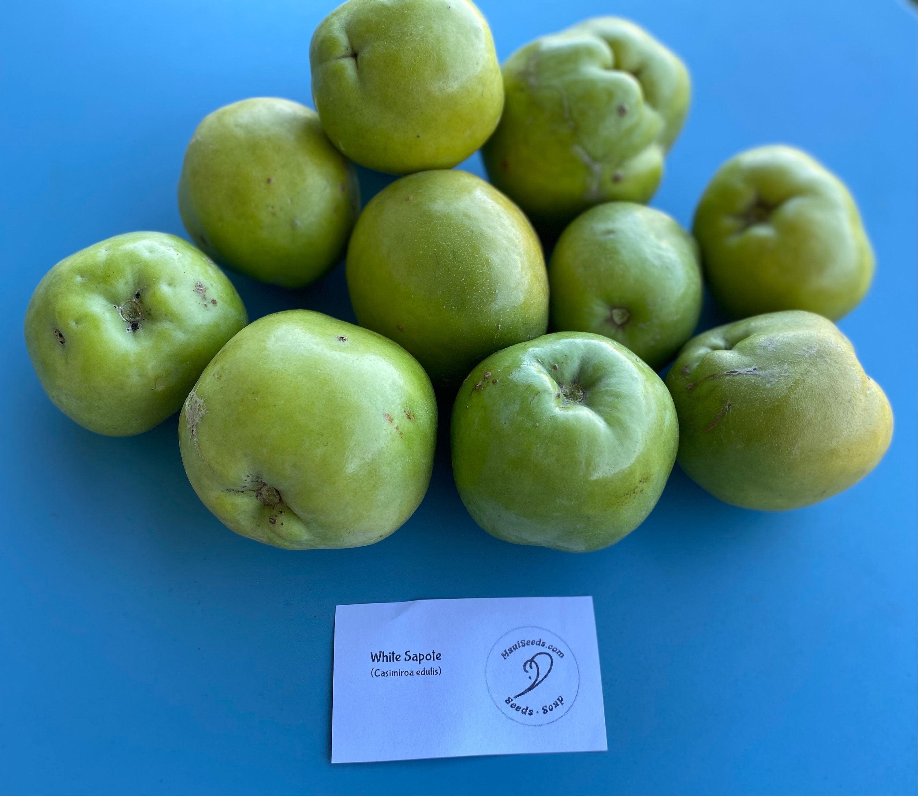 White Sapote Seed/ONE (1) Seed/Maui Seeds/Casimiroa edulis/Fruit Seed/Grow Your Own Fruit/Home Garden/Home Garden