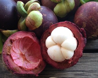Mangostán morado/Garcinia mangostana/UNA (1) SEMILLA