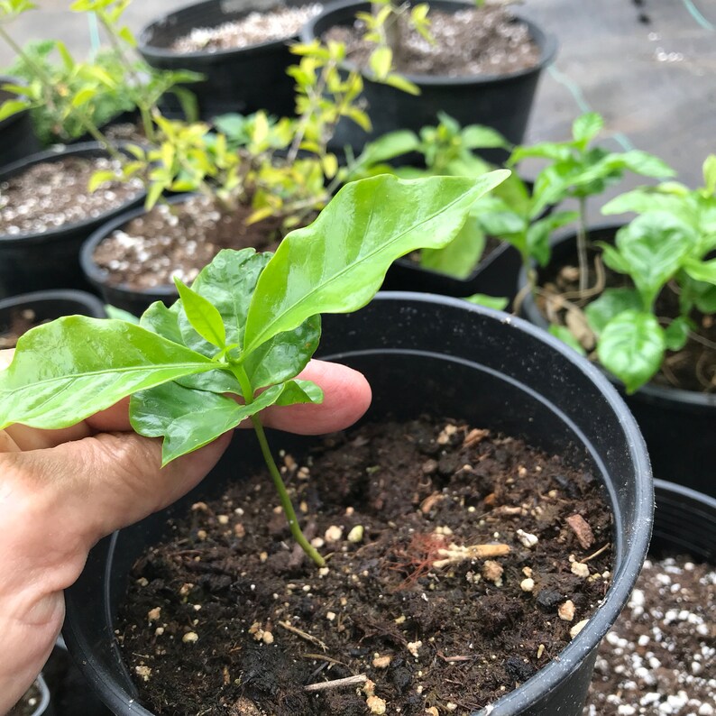 Coffee TREEMaui FruitFruit TreeLive 6 Starter TreeMaui SeedsContainer GardeningHawaii CoffeeHouseplantHawaii GrownMaui Tree