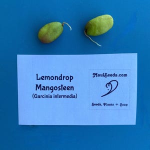 thumbnail image 2 of Yellow Mangosteen - Garcinia Zanthochymus 2 of 12