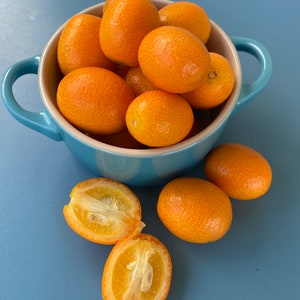 Kumquat/Fortunella japonica/SEEDS/Maui Seeds/Kumquat Seeds/Maui Grown/Home Garden/Seeds for Planting
