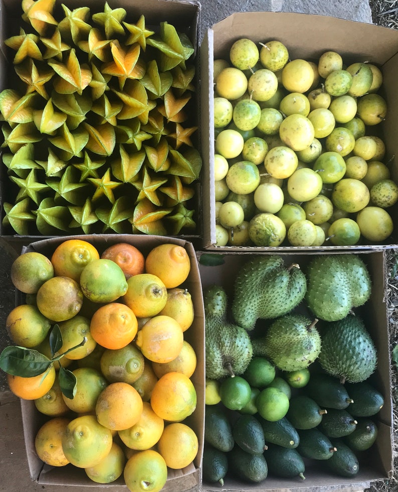 Maui Starfruit/Carambola/SEEDS/HAWAII/ Fruit Seeds/Fruit Etsy