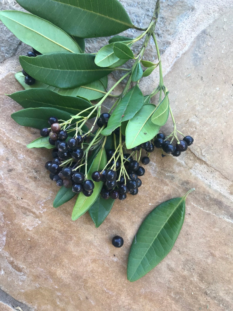 May include: A sprig of dark green, glossy, lance-shaped leaves with clusters of small, round, deep purple to black berries attached to thin stems. A single detached green leaf and one loose dark berry are positioned nearby on the surface.